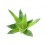 Fleurs de Californie Aloe vera  7,5ml