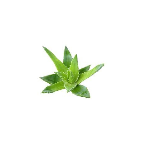 Fleurs de Californie Aloe vera  7,5ml