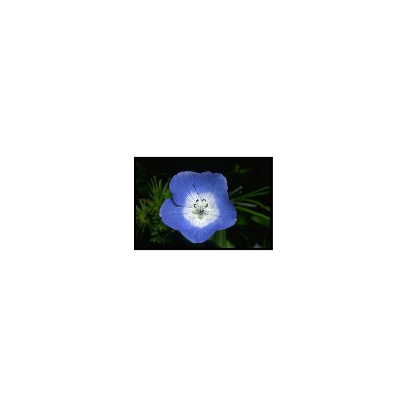 Fleurs de Californie BABY BLUE EYES  7,5ml
