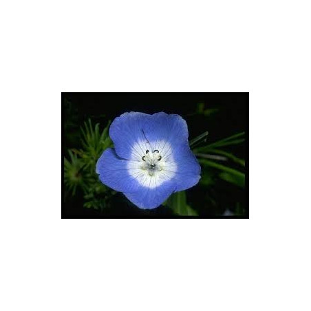 Fleurs de Californie BABY BLUE EYES  7,5ml