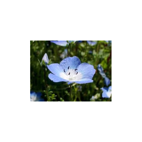 Fleurs de Californie BABY BLUE EYES  7,5ml
