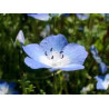Fleurs de Californie BABY BLUE EYES  7,5ml