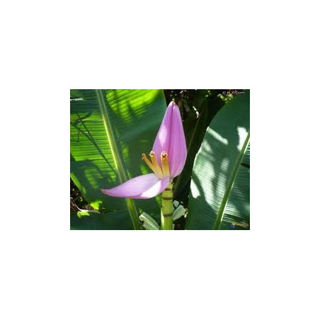 Fleurs de Californie BANANA  7,5ml