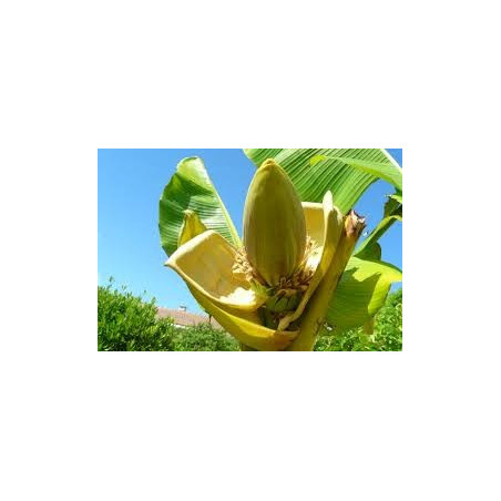 Fleurs de Californie BANANA  7,5ml
