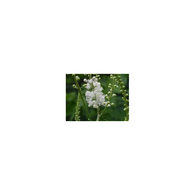 Fleurs de Californie BLACK COHOSH 7,5ml Fleurs de Californie BLACK COHOSH 7,5ml