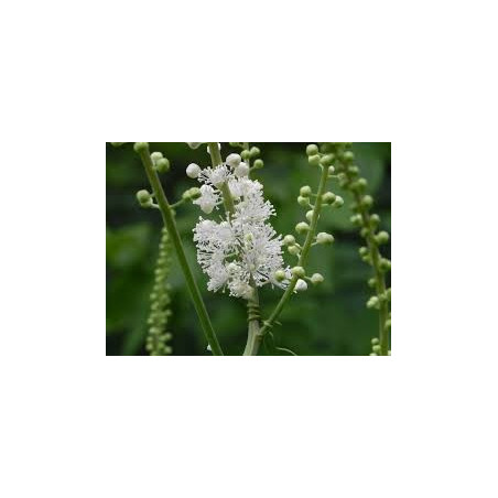 Fleurs de Californie BLACK COHOSH  7,5ml