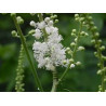 Fleurs de Californie BLACK COHOSH  7,5ml