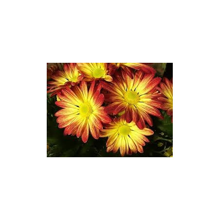 Fleurs de Californie chrysanthemum  7,5ml