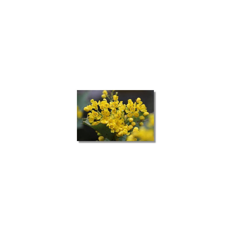 Fleurs de Californie Oregon Grape  7,5ml