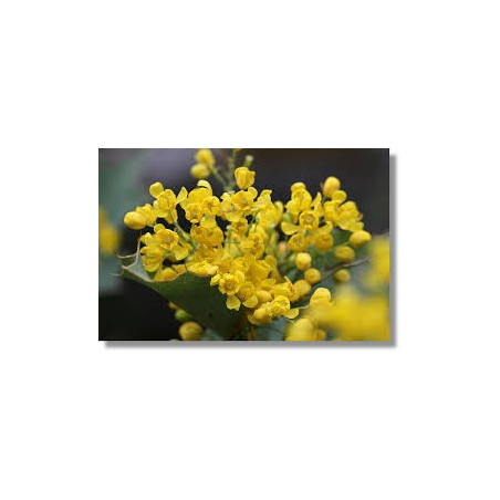 Fleurs de Californie Oregon Grape  7,5ml