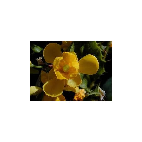 Fleurs de Californie Oregon Grape  7,5ml