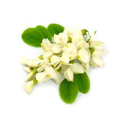 ACACIA FLEUR DE ROBINNIER