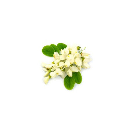 ACACIA FLEUR DE ROBINNIER