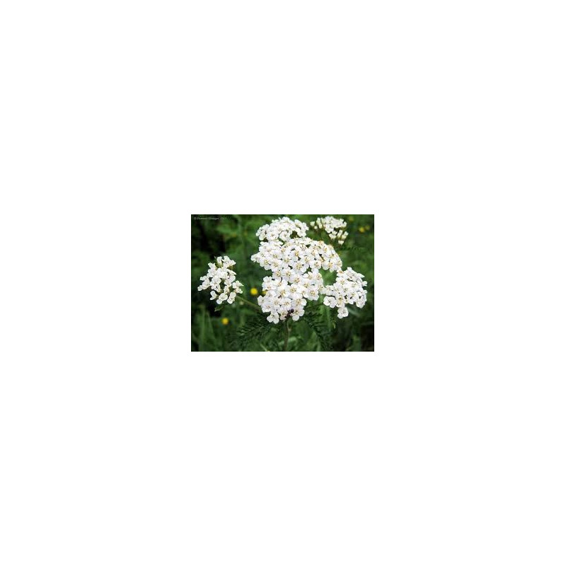 ACHILLEE MILLEFEUILLE 100GR