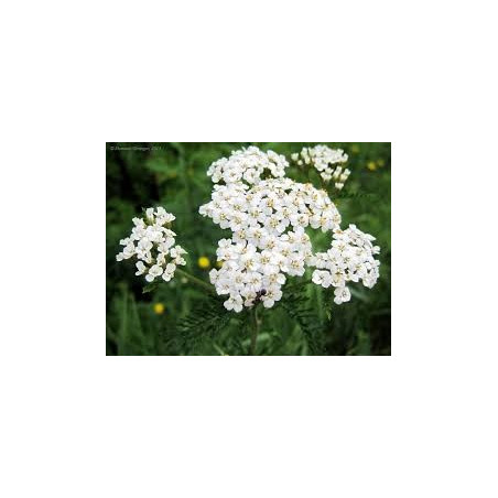 ACHILLEE MILLEFEUILLE 100GR
