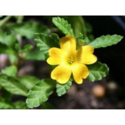 DAMIANA FE CP 100GR