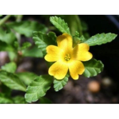 DAMIANA FE CP 100GR