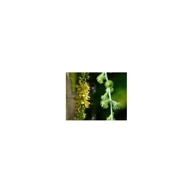AIGREMOINE 100GR