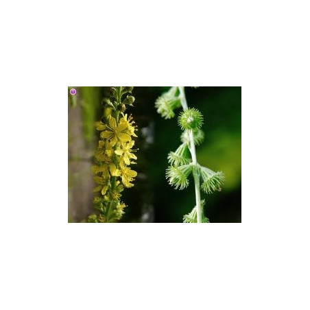 AIGREMOINE 100GR