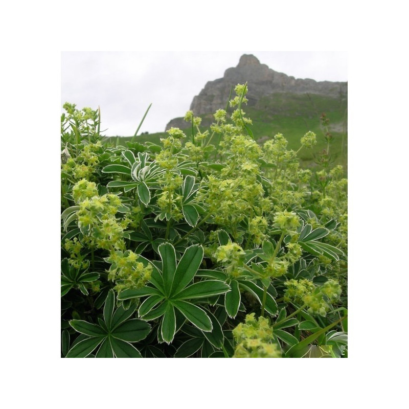 ALCHEMILLE COUPEE 100GR
