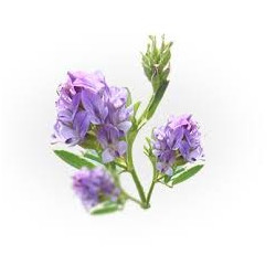 ALFALFA SEMENCE 100GR