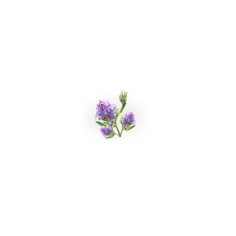 ALFALFA SEMENCE 100GR