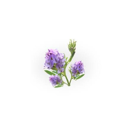 ALFALFA SEMENCE 100GR