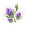 ALFALFA SEMENCE 100GR