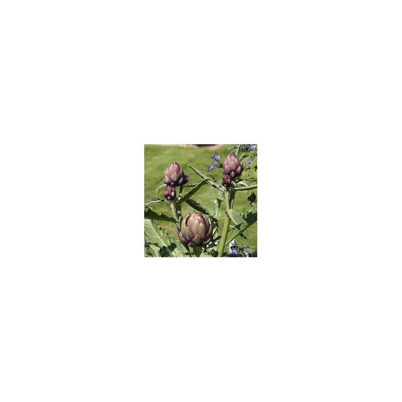 ARTICHAUT 100GR