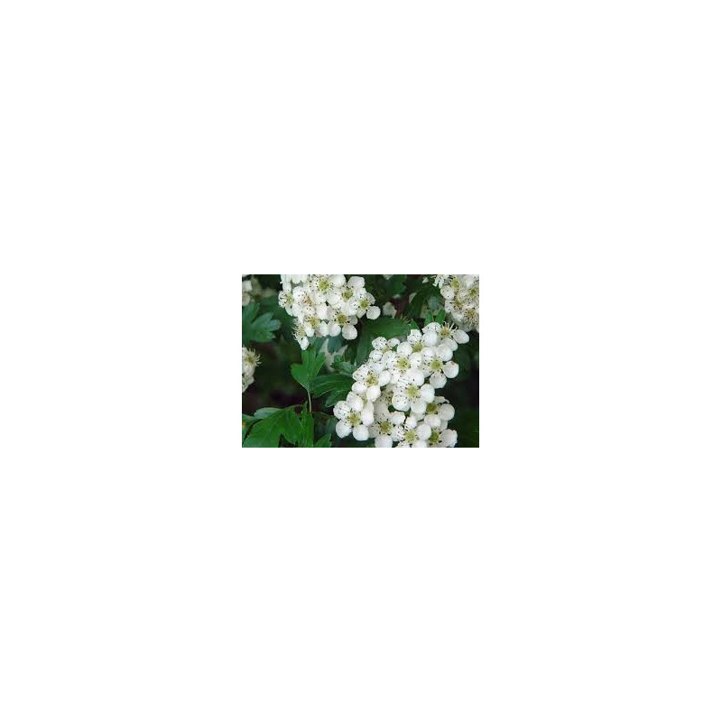 AUBEPINE 100GR