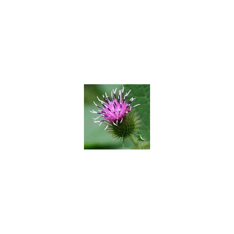 BARDANE RACINE 100GR