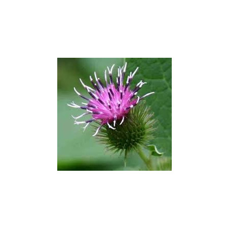 BARDANE RACINE 100GR