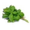 BASILIC 100GR