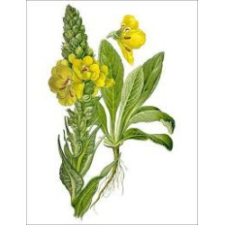 BOUILLON BLANC 100GR