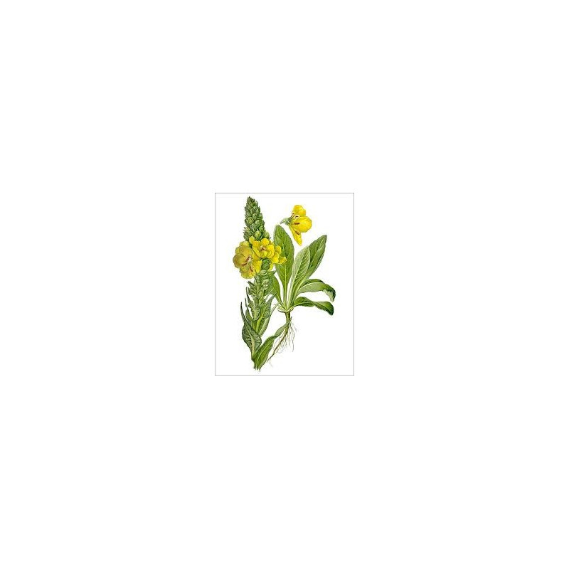 BOUILLON BLANC 100GR BOUILLON BLANC 100GR