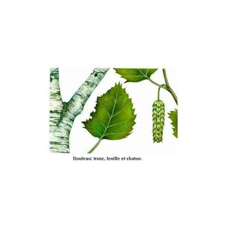 BOULEAU FEUILLES 100GR