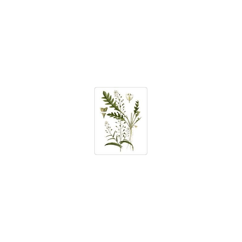BOURSE A PASTEUR 100GR