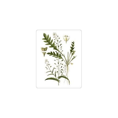 BOURSE A PASTEUR 100GR