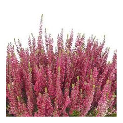 BRUYERE COMMUNE 100GR