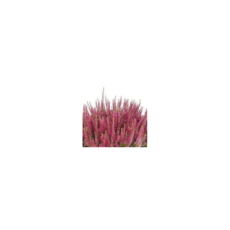 BRUYERE COMMUNE 100GR