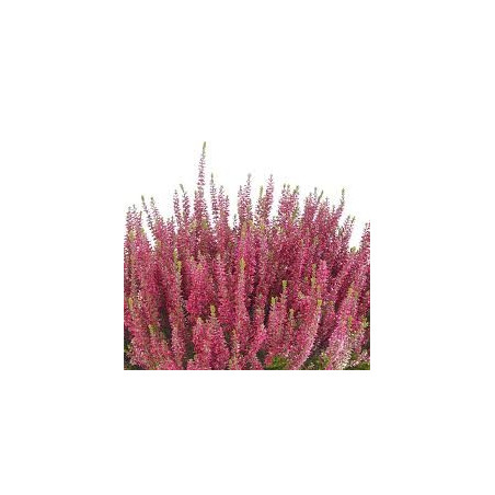 BRUYERE COMMUNE 100GR