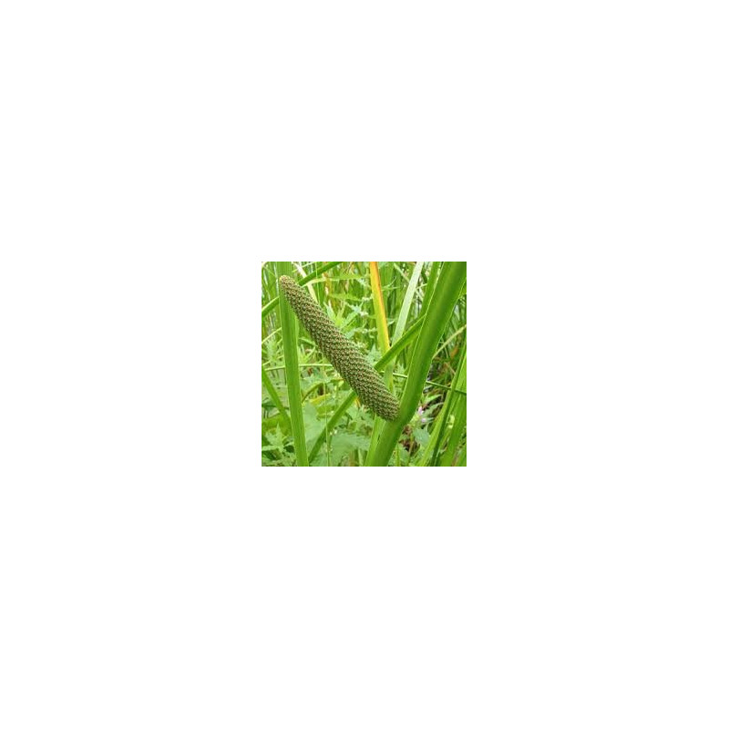 CALAMUS RHIZOME 100GR
