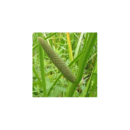 CALAMUS RHIZOME 100GR