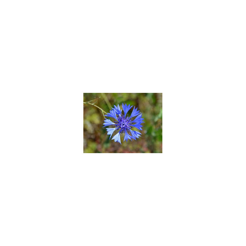 BLEUET 100GR