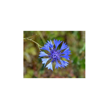 BLEUET 100GR