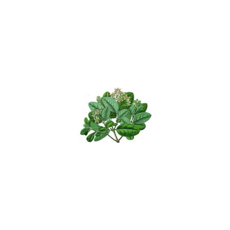 BOLDO FEUILLES 100GR