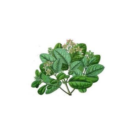 BOLDO FEUILLES 100GR