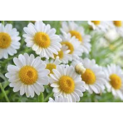 CAMOMILLE ROMAINE FL ENT 100GR