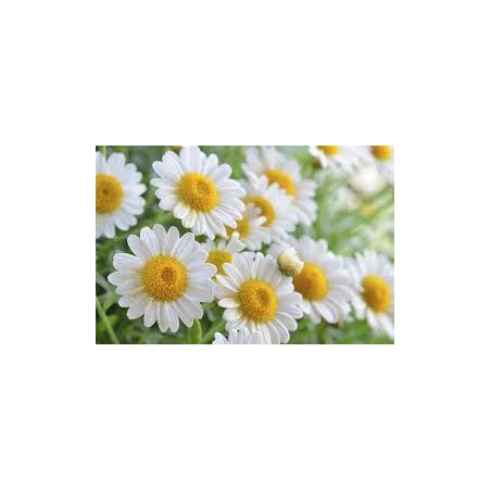CAMOMILLE ROMAINE FL ENT 100GR