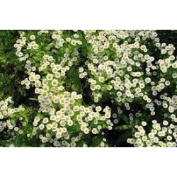 CAMOMILLE MATRICAIR FL ENT 100GR